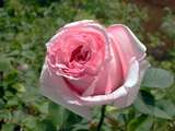 foto de rosa Ophelia de la primavera de 2002 con tama�o de 160 X 120; ver distintas medidas disponibles a la derecha